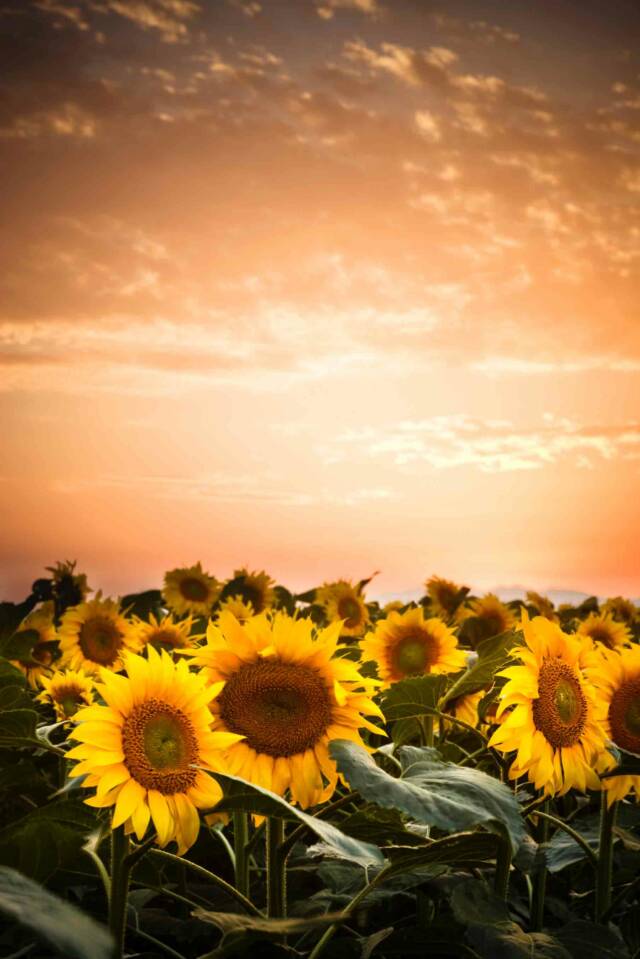Sunflower field- Tuscan Weddings and Events